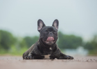 Why Do Dogs Need Deworming? Read This and Youll Understand