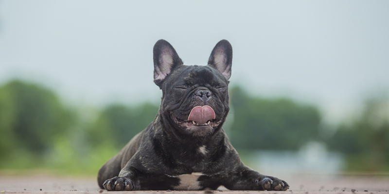 Why Do Dogs Need Deworming? Read This and Youll Understand