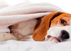 Dog Stomach is Very Fragile, Careful Care is Important