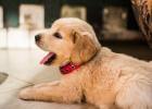 Dog Always Likes to Bark, How to Break?