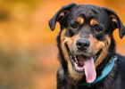 Dog Nose is Dry, Is It Sick?