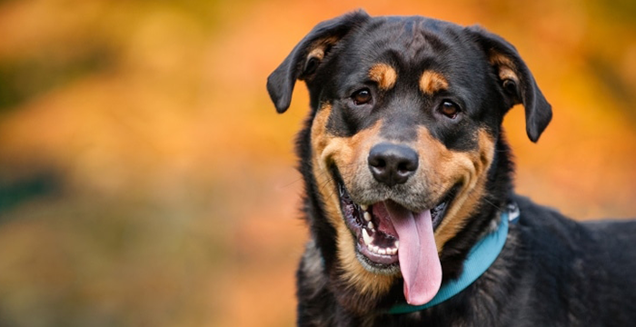 Dog Nose is Dry, Is It Sick?