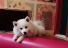 Dog Eye Corner Has Small Lump, Cherry Eye? Gland Tumor? Turns Out Its Stye!