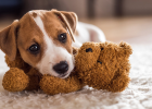 How to Care for Dogs Stomach?