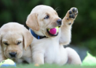 How to Care for Newborn Puppies?