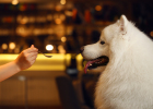 Nutritional Gel - Essential Good Product for Dog Families