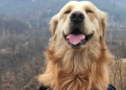 Dog Life and Death Crisis, Parvo Cured at Home Experience!