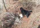 Dog Skin Disease: Say Bye-bye to Skin Disease, Be the Coolest Kid