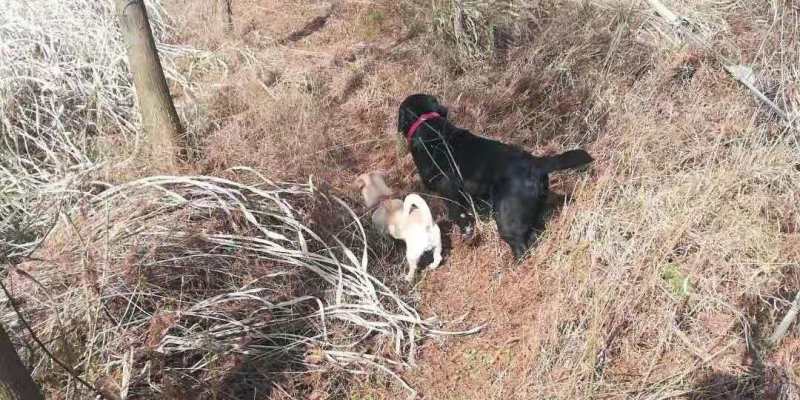Dog Skin Disease: Say Bye-bye to Skin Disease, Be the Coolest Kid