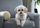 About Dogs Peeing and Pooping Matters