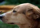 Deworming Dog, These Precautions Cannot Be Forgotten