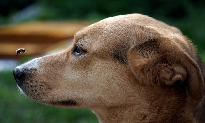 Deworming Dog, These Precautions Cannot Be Forgotten