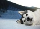 Large Dog Growth Period, Careless Feeding Causes Great Harm