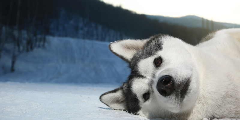 Large Dog Growth Period, Careless Feeding Causes Great Harm