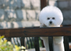 Qualified Poop Scooper Must Read: Dog Daily Essential Supplements