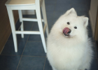 How to Choose Dog External Deworming Medicine