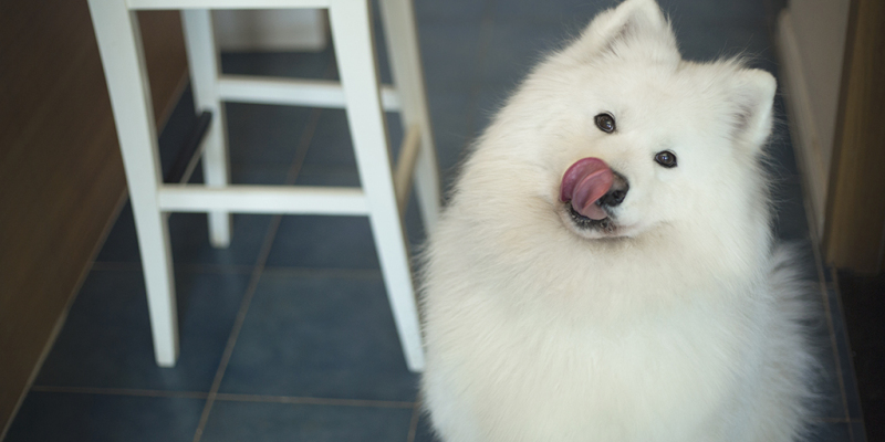 How to Choose Dog External Deworming Medicine