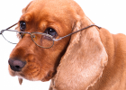 Have Elderly Dog at Home, How to Take Care of It?
