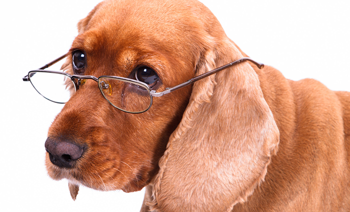 Have Elderly Dog at Home, How to Take Care of It?