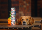 Different Body Types, Dog Food Selection Also Different