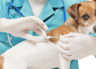 Must Test Antibodies After Vaccination?