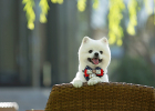 Does Dog Need Deworming? How to Deworm Dog