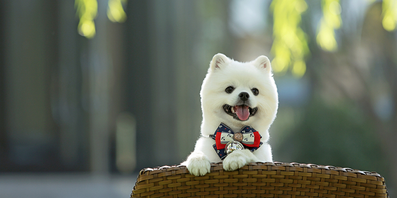 Does Dog Need Deworming? How to Deworm Dog