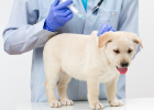 How Long Between Vaccine Shots?