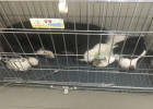 1-Year-Old Dog Gets Pancreatitis, Treatment Recovery Process Sharing