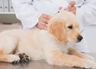 Dog Immunization, Imported vs Domestic Vaccine How to Choose?