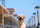 Dog Too Greedy? Watch Out for Enteritis!