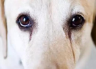 Dog Tear Stains Not Scary, Find the Cause to Deal with It!