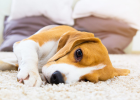 Vomiting and Diarrhea After Eating Deworming Medicine, What Happened to Dog?