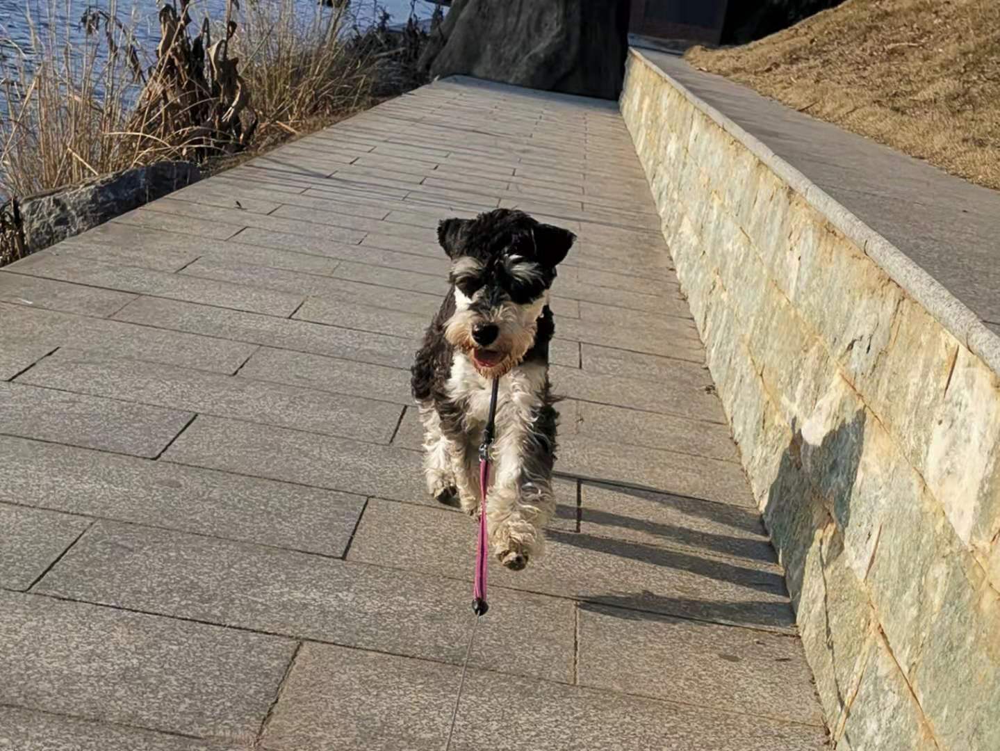 图片1