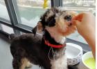 Pet Experience: What to Do About Pica in Puppies?