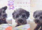 Dog Food Changing Experience - Gray Bear Growth Diary Seven-day Food Change Method