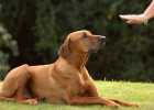 Dog Basic Training (Part 1)