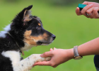 Dog Basic Training (Part 2)