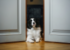 Clear Rewards and Punishments, Can Train Dog Well!
