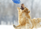 How to Play and Game with Dog?