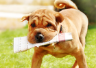 In Dog Training, Why Need Clear Rewards and Punishments?