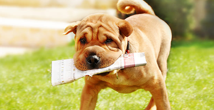 In Dog Training, Why Need Clear Rewards and Punishments?