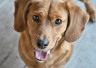 If Choosing Pet Shop Boarding for Dog, What to Do?