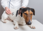 Taking Dog for Checkup, Is It Really Necessary? (Senior Dog Edition)