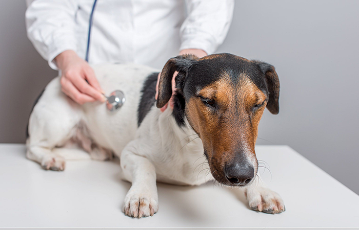 Taking Dog for Checkup, Is It Really Necessary? (Senior Dog Edition)