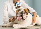 Taking Dog for Checkup, Is It Really Necessary? (Routine Checkup Edition)