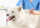Should Dog Deworm First or Vaccinate First?
