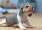 Puppy Very Thin, What to Do?