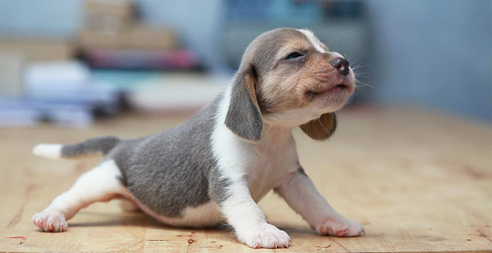 Puppy Very Thin, What to Do?