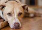 Dog Deworming, What Worms Are Being Dewormed?